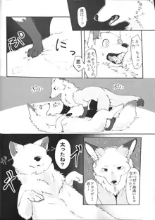 犬の腹を揉む狐, 日本語