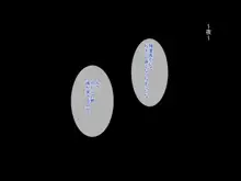 元ヤン妻は裏切らない・・・はず, 日本語