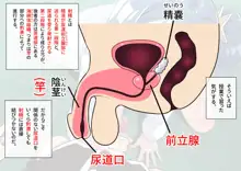 性教育が強化された未来の学園, 日本語