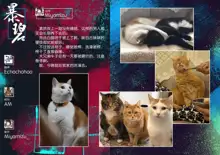 Oyukake Nyanko | 不想洗澡的小猫, 中文