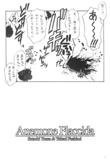 Anemone Flaccida, 日本語