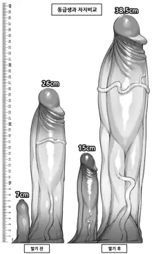 Futanari SNS, 한국어