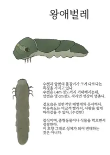 Oomushikaisetuzukan, 한국어