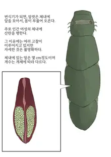 Oomushikaisetuzukan, 한국어