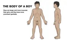 Our Bodies (How Children Are Made) -2nd Edition, English