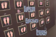 Wall Of Female Genitalia_foot Ver, 中文