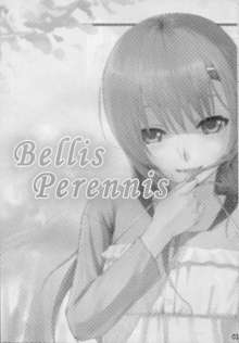 Bellis Perennis, 日本語