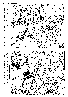 キャラエミュ W☆B010 GONDAM 008 ZZ-W-F91, 日本語