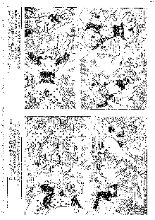 キャラエミュ W☆B010 GONDAM 008 ZZ-W-F91, 日本語