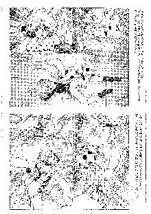 キャラエミュ W☆B010 GONDAM 008 ZZ-W-F91, 日本語