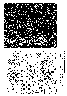 キャラエミュ W☆B010 GONDAM 008 ZZ-W-F91, 日本語