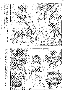 キャラエミュ W☆B010 GONDAM 008 ZZ-W-F91, 日本語