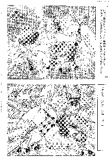 キャラエミュ W☆B010 GONDAM 008 ZZ-W-F91, 日本語