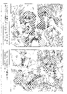 キャラエミュ W☆B009 GONDAM 007 1st-G-SDGF, 日本語