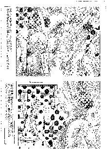 キャラエミュ W☆B009 GONDAM 007 1st-G-SDGF, 日本語