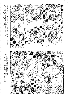 キャラエミュ W☆B009 GONDAM 007 1st-G-SDGF, 日本語