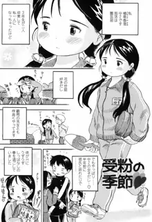 恋するふくらみ, 日本語