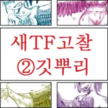 Tori TF ni Kansuru Kousatsu to Renshuu | Study and practice about bird TF, 한국어