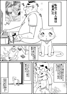 飼い猫がある日美女になったら, 日本語